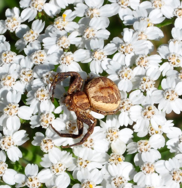 Xysticus sp.